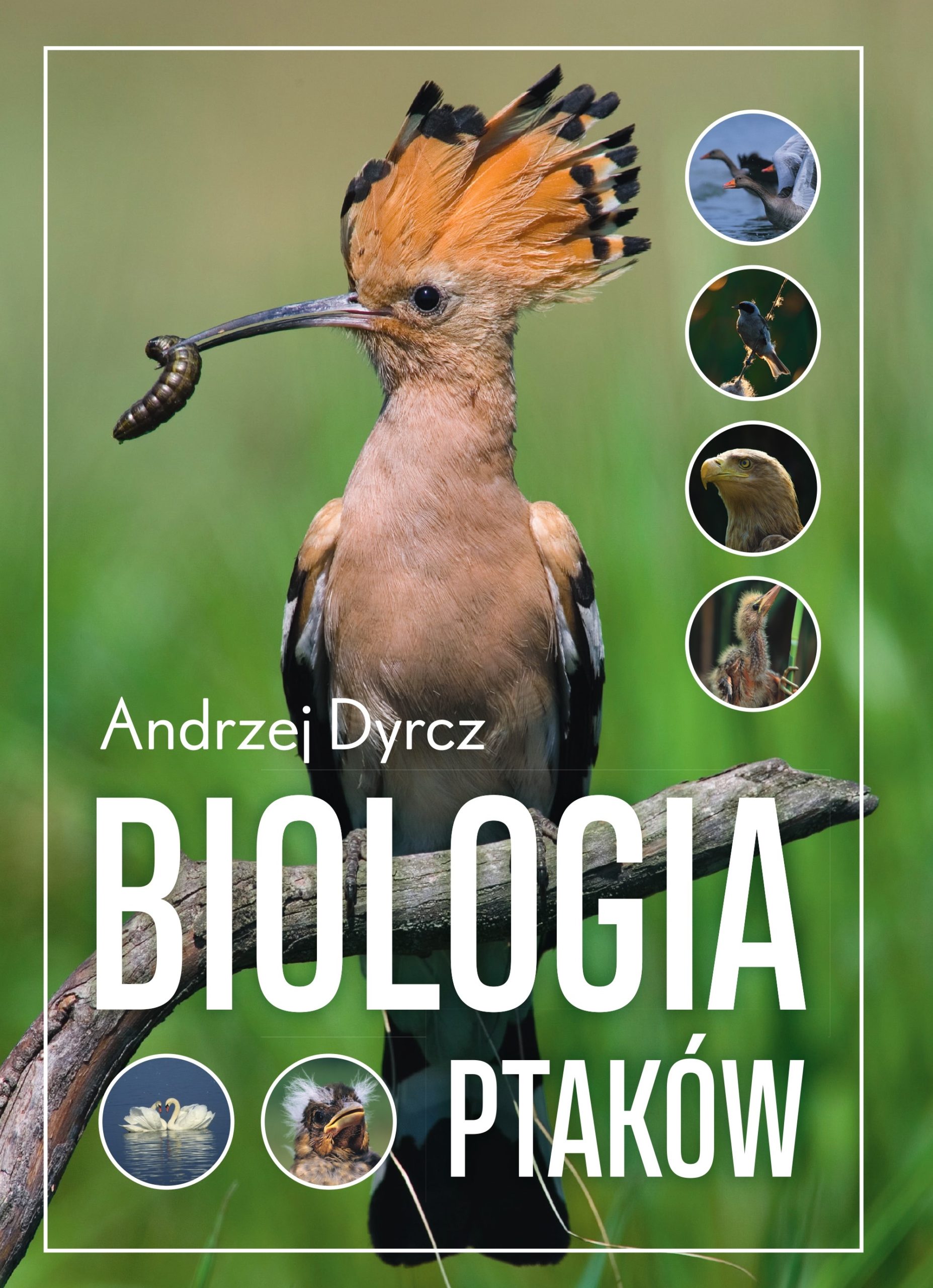 „Biologia ptaków” – rozwiń skrzydła wiedzy u boku ornitologa!